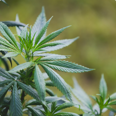 Cannabis Industry